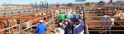 Commercial Cattle Farming & Production