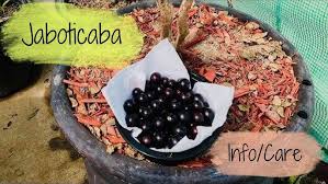 How to Start a Successful Jaboticaba Tree Farming Operation now?