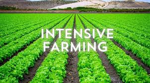 Intensive Farming | How to start successfully?