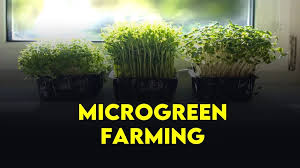 Organic Micro-greens Farming | How to start successfully?