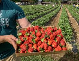 How to Start a Successful Strawberries Farming Operation