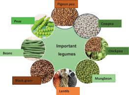 How can I start a successful Legume Farming Operation Now?