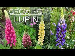 How to start a successful Lupin Farming Operation now!