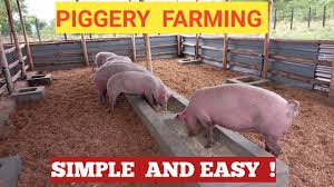 How to start a Successful Piggery Farming Operation Now?