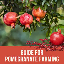 How to start a successful pomegranate farming operation now