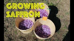 How to start a Sustainable Saffron Farming Operation Now?